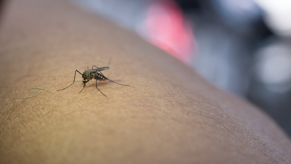 Repellenti per Insetti: Proteggiti dalle Punture in Estate