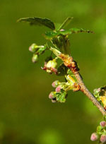 MSA RIBES NIGRUM 50 ML - dottorbianchi.it