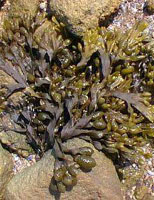TSA FUCUS VESICULOSUS 50 ML - dottorbianchi.it