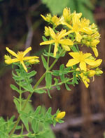 TSA HIPERICUM PERFORATUM 50 ML - dottorbianchi.it