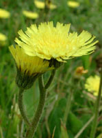 TSA HIERACIUM PILOSELLA 50 ML - dottorbianchi.it