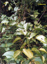 TSA UNCARIA TOMENTOSA 50 ML - dottorbianchi.it