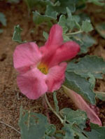 TSA HARPAGOPHYTUM 50 ML - dottorbianchi.it