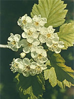 TSA CRATAEGUS OXYCANTHIA 50 ML - dottorbianchi.it