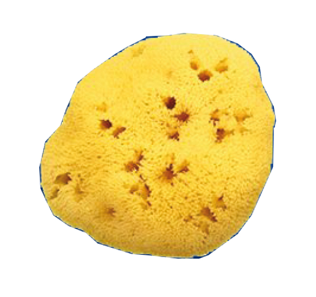 SPUGNA NAT FORI L 11/12CM 8 - dottorbianchi.it
