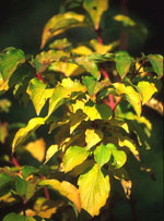 MSA CORNUS SANGUINEA 50 ML - dottorbianchi.it