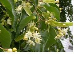 EIE TIGLIO 30 ML GOCCE - dottorbianchi.it